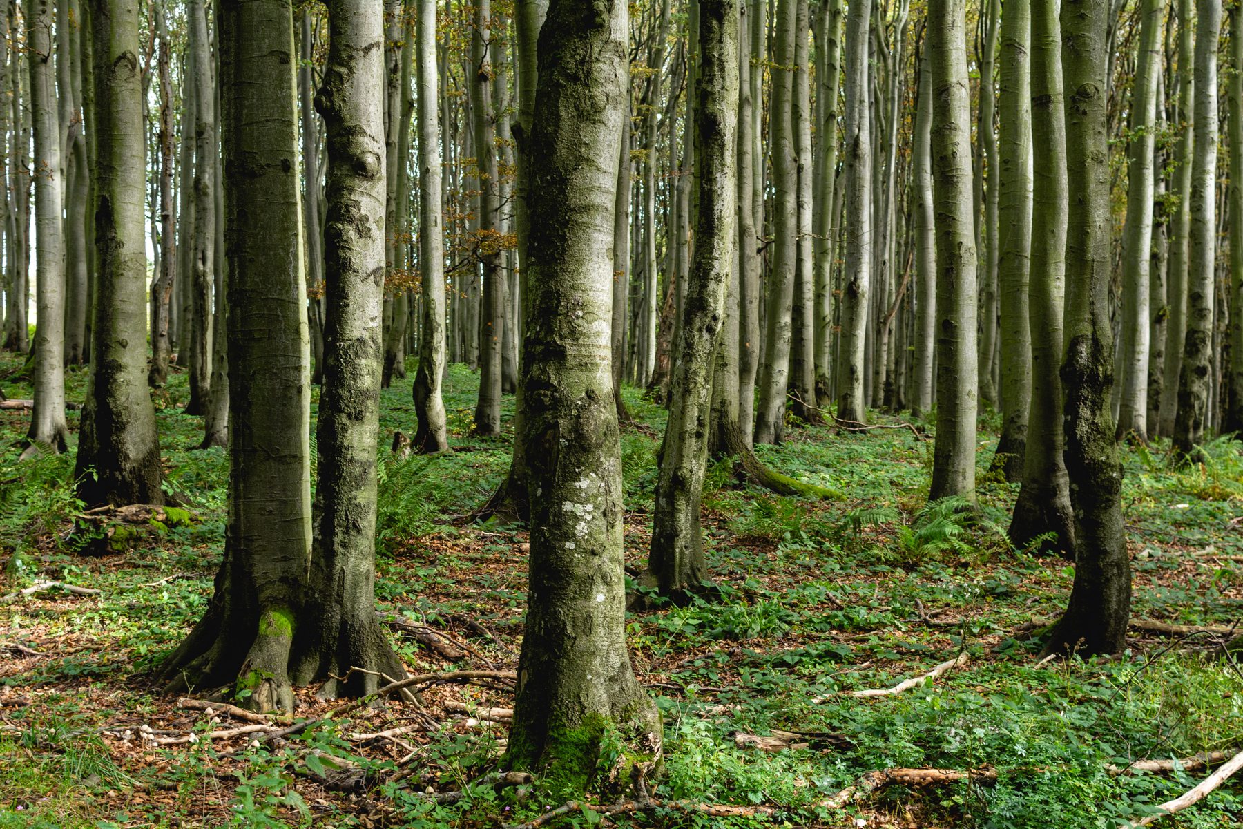 Sunlight falling through a lush green forest